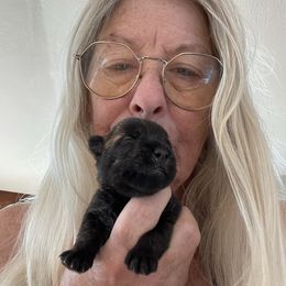 Sparky - Brindle female Scottish Terrier puppy in Brule, Nebraska from Scottyland Yard