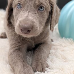 Girl 4 - female Long Haired Weimaraner puppy in Evart, Michigan from Drehbar Weimaraners