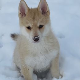 Prince - White Pomsky puppy in Kentwood, Michigan from Pupstar Pomskies