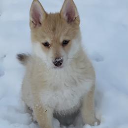 Prince - White Pomsky puppy in Kentwood, Michigan from Pupstar Pomskies