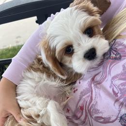 Sausage - Blenheim male Cavapoo puppy in Spanish Fork, Utah from Utah cavapoos