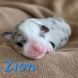 Zion - Blue merle male Miniature American Shepherd puppy in Hicksville, Ohio from Mapleleaf MAS & AHT