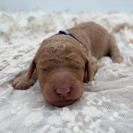 Sage - Apricot female Poodle puppy in Otto, North Carolina from Wild Suns Farm