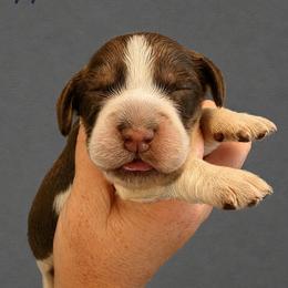 Zeppelin - Tri-Roan male English Springer Spaniel puppy in Fort White, Florida from Thunderbird Springers