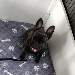 Billz - French Bulldog