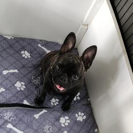 Billz - French Bulldog