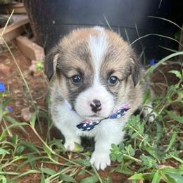 RUPERT AKC - Sable male Pembroke Welsh Corgi puppy in Hinton, Oklahoma from Green Cloud Ranch