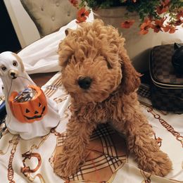 Penny - Red  female Goldendoodle puppy in Fairmont, West Virginia from Manoka's Honeybee