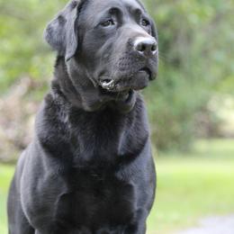 Magnolia - Labrador Retriever