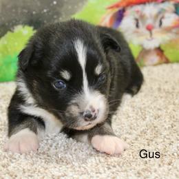 Gus - Black tri male Miniature Australian Shepherd puppy in Ronan, Montana from Dirt Road Aussie’s of Montana