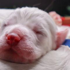 Clumber Spaniel Puppies from Wanderlust Clumber Spaniels