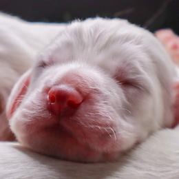 Clumber Spaniel Puppies from Wanderlust Clumber Spaniels