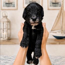 Harbour - Black male Double Doodle puppy in Whitsett, North Carolina from Rock Creek Doodles