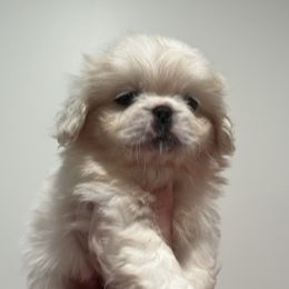 Full AKC - Angel - White female Pekingese puppy in Pennsylvania from Triple I Pekes