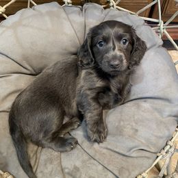 Dachshund Puppies from Doxie Gang
