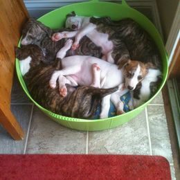 Whippet Puppies from Laurel-Highmoor Whippets