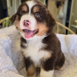 Please read description - Red tri-color male Miniature American Shepherd puppy in Georgetown, California from Foothill Aussies