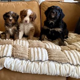 Bernedoodles from BFF Bernedoodles
