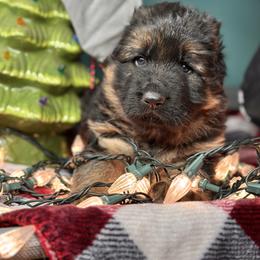 Waylon - Black and red male German Shepherd puppy in Iola, Wisconsin from DeFelice's German Shepherds