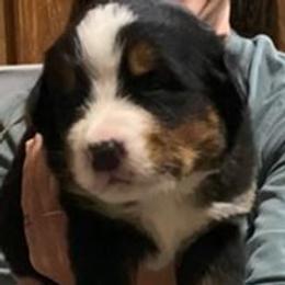 Green Collar Male - Black rust and white male Bernese Mountain Dog puppy in Bristol, Tennessee from Holston Hollow Farm