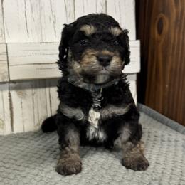Brandy's Lt.Blue Collar 2150.00 - Tri-color male Bernedoodle puppy in Alvin, Texas from JP Southern Doodles