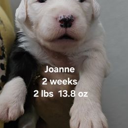 Joanne - Black and white female Old English Sheepdog puppy in Sutherlin, Oregon from Sapphire Eyes Sheepdogs