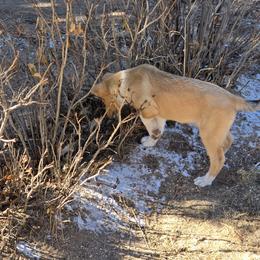 Collie puppies from Briar Oaks