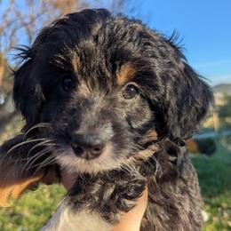 Kalispell - female Australian Mountain Doodle puppy in Placerville, California from Quartz Mountain Doodles