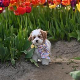 Louie Vuitton - Parti male Maltipoo puppy in Deming, Washington from Heavenly Puppies to Love