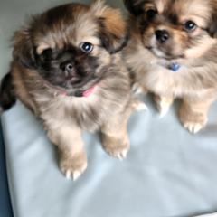 Tibetan Spaniel Puppies from Trillium Tibetan Spaniels