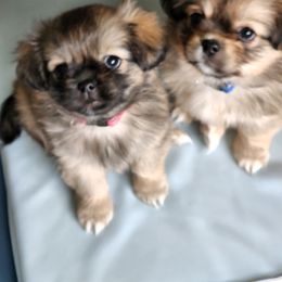 Tibetan Spaniel Puppies from Trillium Tibetan Spaniels