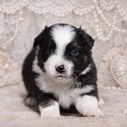 Balto-1250 - Black tri-color male Australian Shepherd puppy in Star City, Arkansas from Blush & Lace Aussie Co.