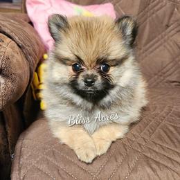 Georgia - Red sable female Pomeranian puppy in Ponca City, Oklahoma from Bliss Acres Farm