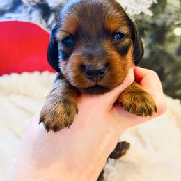 Willa 3200 - Red female Dachshund puppy in Sylvania, Alabama from Yancey’s Doxies