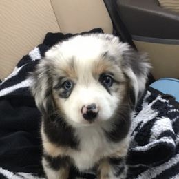 Australian Shepherds from Lickity Splits Mini Aussies
