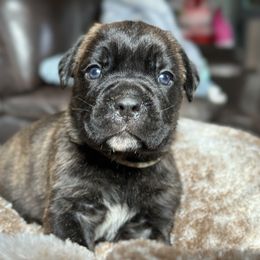 Cane Corso Puppies from Coastal View Kennels