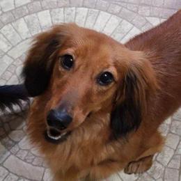 Topaz - Dachshund