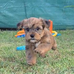 Walker - Brindle and white male Shorkie puppy in Aurora, Missouri from KnJ Precious Paws LLC