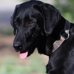 Tess - Labrador Retriever
