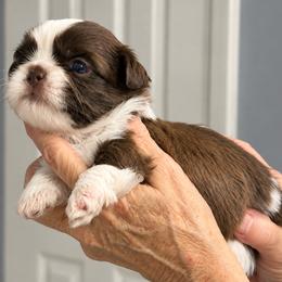 Ryker - Liver and white male Shih Tzu puppy in Tallahassee, Florida from Bows and Bow Ties