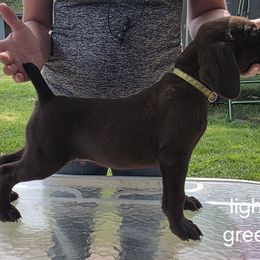 Light green boy - Liver male German Shorthaired Pointer puppy in West Richland, Washington from Lehmschlog Kennels