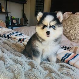 McCall - Black and white female Pomsky puppy in Rathdrum, Idaho from Smart Pomskies and Frenchies