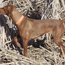 Vizslas from Jeff's Vizslas