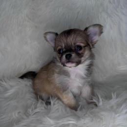 Sable Girl - Black sabled fawn female Chihuahua puppy in Fargo, North Dakota from Wild Prairie Chihuahuas
