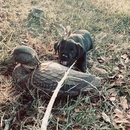 Labrador Retriever Puppies from Coosa River Retrievers