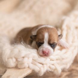 Purple collar female- Rosalina - Sable female Pembroke Welsh Corgi puppy in Waverly Hall, Georgia from 6g Ranch Corgis