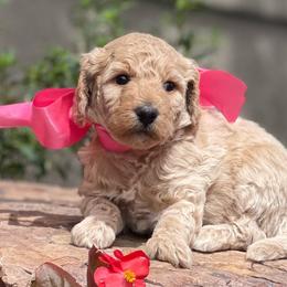 Rue - Parti female Labradoodle puppy in Murray, Utah from Swann's Kennels
