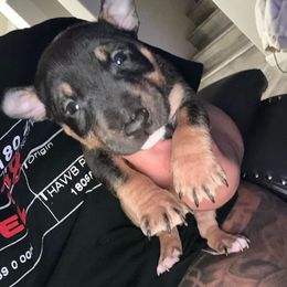 Taz - Black tan and white Miniature Bull Terrier puppy in Nevada from R&R kennel