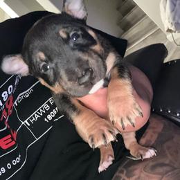 Taz - Black tan and white Miniature Bull Terrier puppy in Nevada from R&R kennel