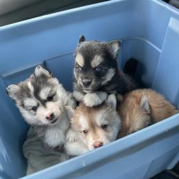 Pomsky Puppies from Blue Sky Pomsky